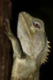 Southern Angle Headed Dragon - Amazing Amazon