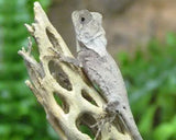 Southern Angle Headed Dragon - Amazing Amazon