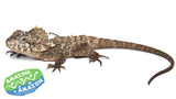 Southern Angle Headed Dragon - Amazing Amazon