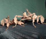 Spiney Leaf Stick Insects - Amazing Amazon