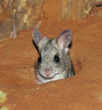 Spinifex Hopping Mice - Amazing Amazon