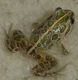 Spotted Marsh Frog - Amazing Amazon
