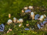 Springtails Bioactive Cultures - Amazing Amazon