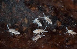 Springtails Bioactive Cultures - Amazing Amazon