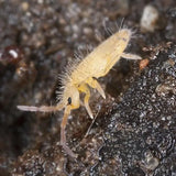 Springtails Bioactive Cultures - Amazing Amazon
