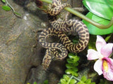 Stimsons Python - Amazing Amazon