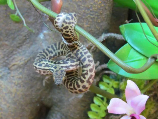 Stimphthis Python Stimsons Python | Aquarium and Reptiles | Amazing Amazon