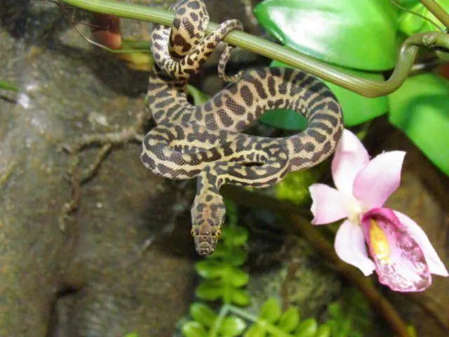 Stimsons Python | Aquarium and Reptiles | Amazing Amazon