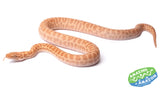 Stimsons Python T+ Albino - Amazing Amazon