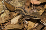 Stone Geckos - Amazing Amazon