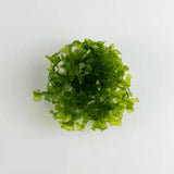 Subwassertang Moss Live Plant - Amazing Amazon