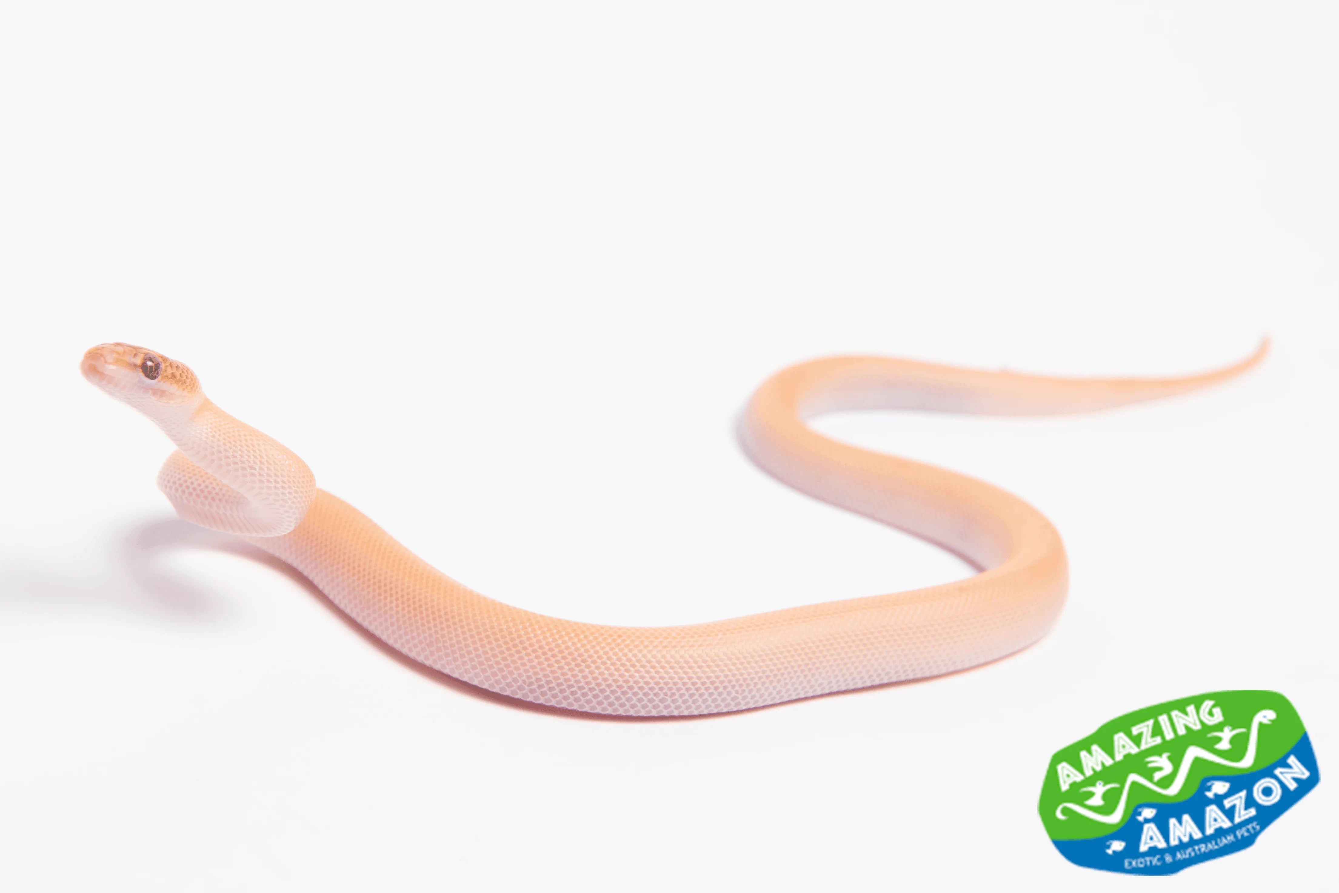 Children's Python's Patternless Tarble Childrens Pythons - Amazing Amazon