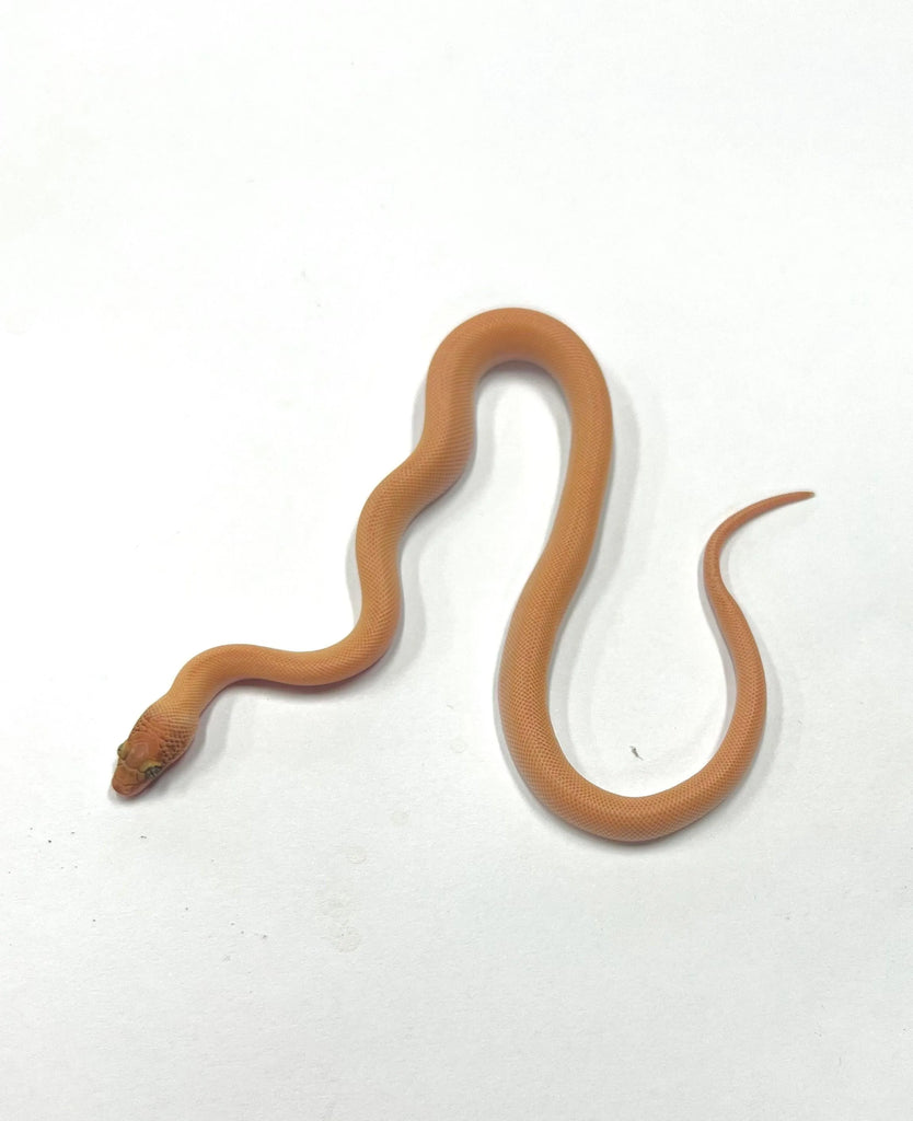 Tarble Childrens Pythons | Aquarium and Reptiles | Amazing Amazon