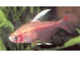 Tetra Fish - Amazing Amazon