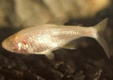 Tetra Fish - Amazing Amazon