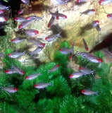 Tetra Fish - Amazing Amazon