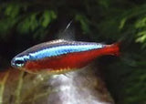 Tetra Fish - Amazing Amazon