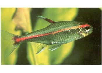 Tetra Fish - Amazing Amazon