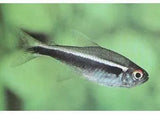 Tetra Fish - Amazing Amazon