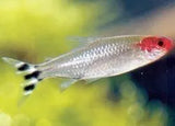 Tetra Fish - Amazing Amazon