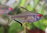 Tetra Fish - Amazing Amazon