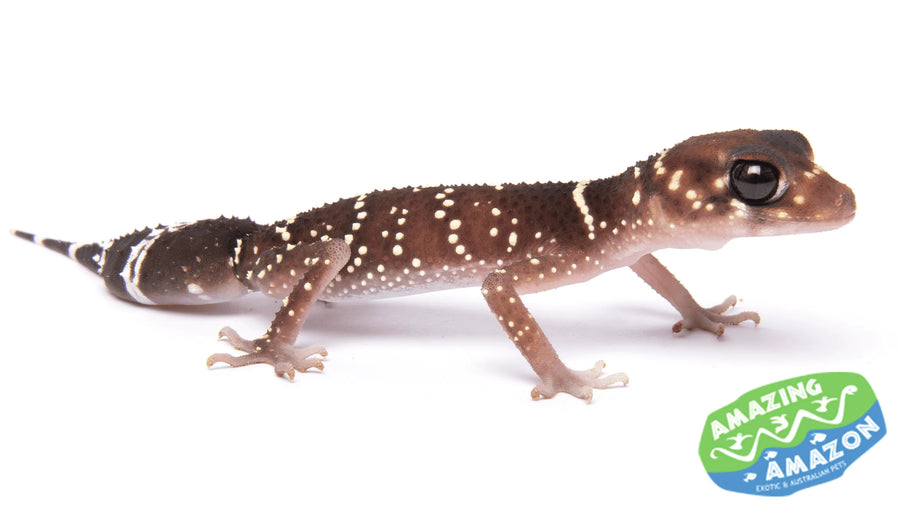 Shop Geckos for Sale in Australia at Amazing Amazon | Amazing Amazon