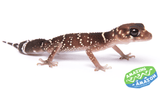 Thicktailed Gecko (Underwoodisaurus milii) - Amazing Amazon
