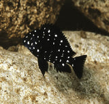 Tropheus Duboisi - Amazing Amazon