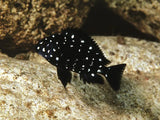 Tropheus Duboisi - Amazing Amazon