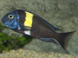 Tropheus Duboisi - Amazing Amazon