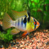 Tropical Fish - Amazing Amazon