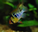 Tropical Fish - Amazing Amazon