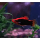 Tropical Fish - Amazing Amazon