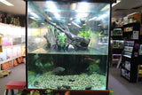 Turtle Tanks - Amazing Amazon