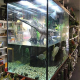 Turtle Tanks - Amazing Amazon