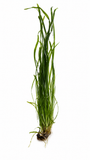 Vallisneria (Thin Val) Live Aquarium Plants Bunches - Amazing Amazon