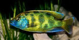 Venustus - Amazing Amazon