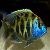 Venustus - Amazing Amazon
