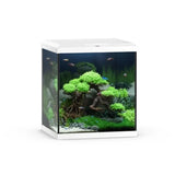 Modern glass aquarium with white frame, aquatic plants, rocks, and tropical fish
