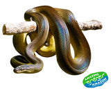 Water Pythons - Amazing Amazon