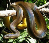 Water Pythons - Amazing Amazon