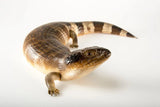 Western Blue Tongue Lizard - Amazing Amazon