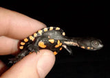 What is a Terrapin - Amazing Amazon