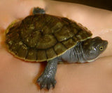What is a Terrapin - Amazing Amazon