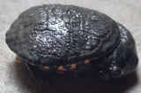 What is a Terrapin - Amazing Amazon