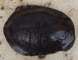What is a Terrapin - Amazing Amazon