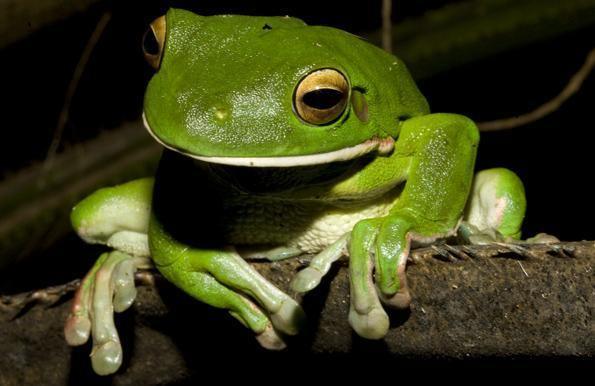 White- Lipped (Giant) Tree Frog - Amazing Amazon