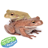 White- Lipped (Giant) Tree Frog - Amazing Amazon