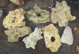 White Rock (Texas Holey Rock) - Amazing Amazon