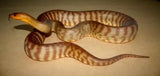 Woma Pythons - Amazing Amazon